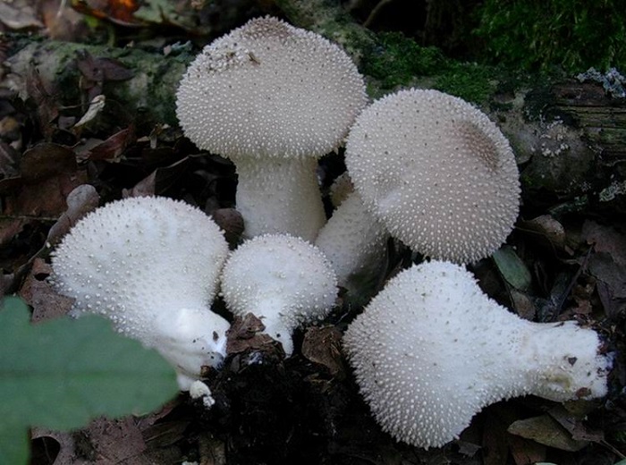 824 Ottobre vecchio ritrovamento